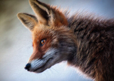 Foxy